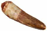 Fossil Spinosaurus Tooth - Feeding Worn Tip #340684-1